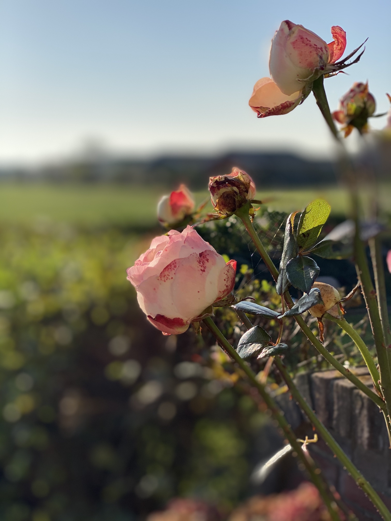 &copy; Anja und Thomas Wehner